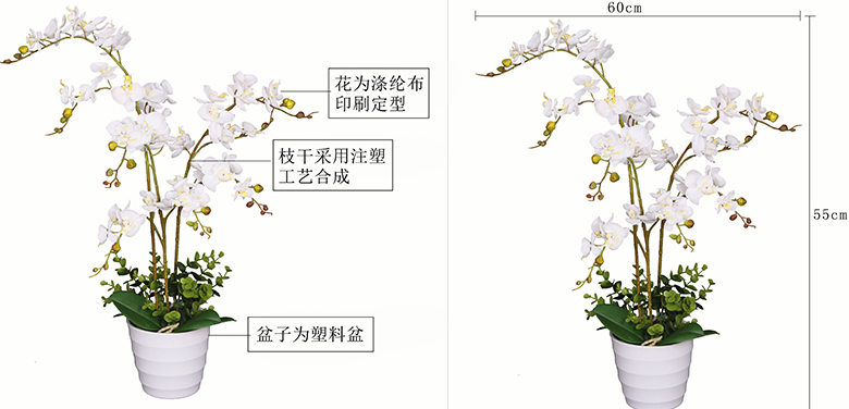 迷你三叉蝴蝶蘭